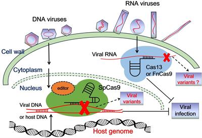 Control of Plant Viruses by CRISPR/Cas System-Mediated Adaptive Immunity
